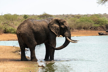 Eléphant d'Afrique, Loxodonta africana, Parc national Kruger, Afrique du Sud