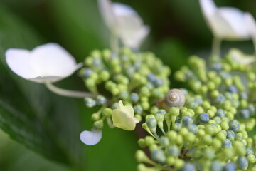 紫陽花とカタツムリ
