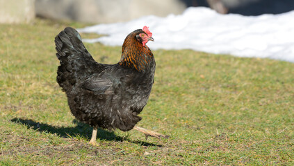 Black chicken walks on the grass