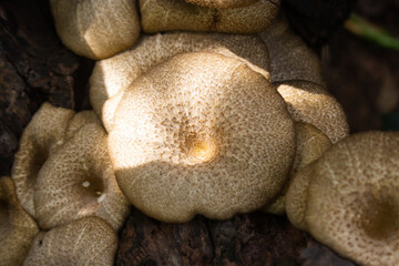 Natural mushrooms, healthy food