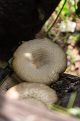 Lentinus polychrous Lev.Natural mushrooms, healthy food