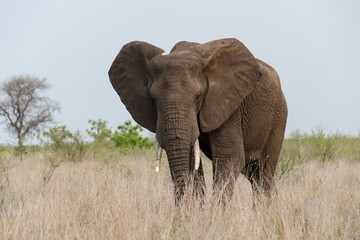 Obraz na płótnie Canvas Eléphant d'Afrique, Loxodonta africana, Parc national Kruger, Afrique du Sud