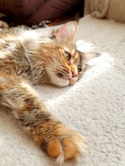 A cute, red-brown cat lies on its side, in the rays of sunlight. Close-up portrait.