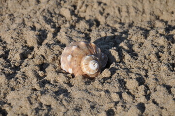Fototapeta na wymiar Rapana venosa, veined rapa whelk, sea snail