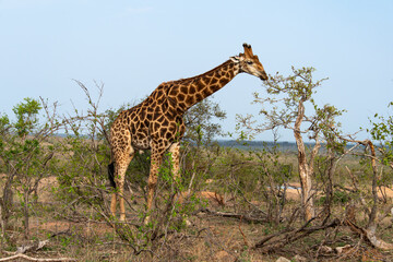 Girafe, Giraffa Camelopardalis, Parc national Kruger, Afrique du Sud