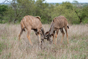 Grand koudou, Tragelaphus strepsiceros, Parc national Kruger, Afrique du Sud