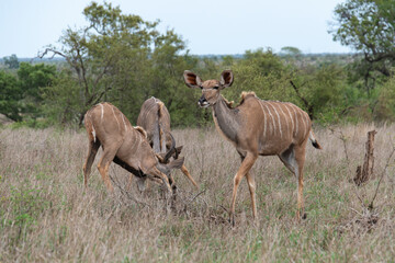 Grand koudou, Tragelaphus strepsiceros, Parc national Kruger, Afrique du Sud