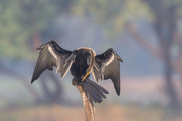 The Oriental darter or Indian darter (Anhinga melanogaster) preening itself by the lake at Bharatpur Bird Sanctuary, Rajasthan, India