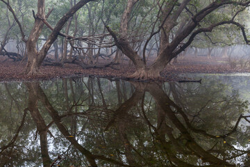 Flock of winter migratory birds flying around in beautiful landscapes of Bharatpur Bird Sanctuary in Rajasthan, India