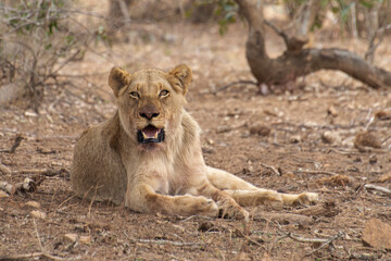 Obraz na płótnie Canvas lion, femelle, lionne, Panthera leo, Afrique
