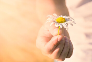 a man holding one chamomile in his hand