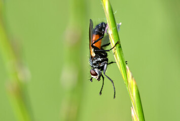 Fly sitting on grass blade close up.