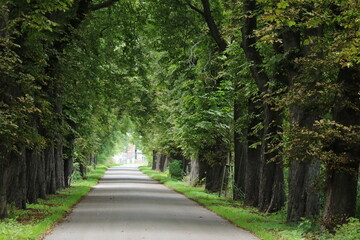 Fototapeta premium Allee mit alten Bäumen im Sommer in ländlicher Gegend