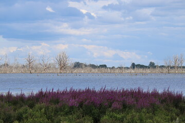 Naturschutzgebiet Galenbecker See Vernässungszone mit Uferstreifen