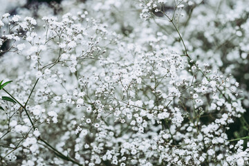 Jolies fleurs blanches légères gypsophille - Arrière plan végétal floral