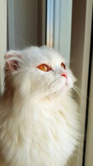 close up of a cat.
A cute, fluffy white cat with amber eyes looks out the window, up.