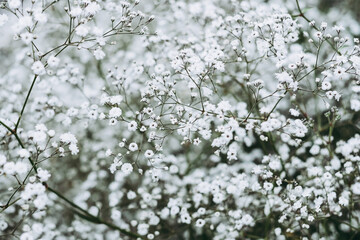 Jolies fleurs blanches légères gypsophille - Arrière plan végétal floral