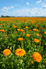 Pot Marigold (Calendula officinalis) growing on the field. Summer landscape with blue sunny sky. 