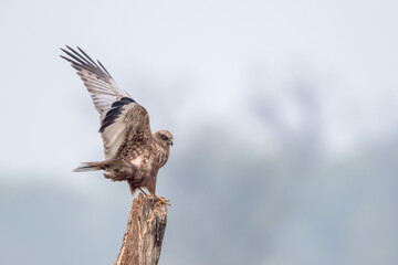 The western marsh harrier (Circus aeruginosus) bird preening at Bharatpur Bird Sanctuary in Rajasthan, India