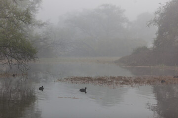 small birds (ducks) in water on misty, foggy winter morning at Bharatpur Bird Sanctuary in Rajasthan, India