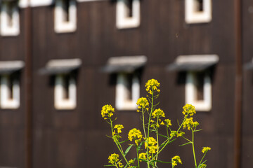 菜の花と規則的な窓の建築物