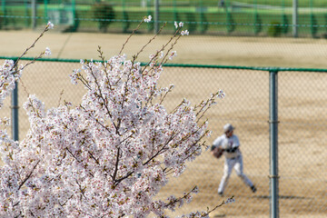 桜の花と野球をしているグランド