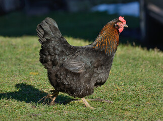 Black chicken walks on the grass