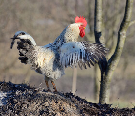 A cock flaps its wings and yells