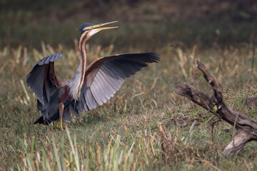 Purple Heron (Ardea purpurea)  bird with open wings at Bharatpur Bird Sanctuary, India