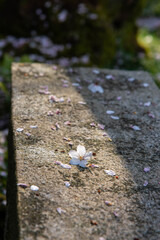 石の椅子の上に落ちた桜の花びら