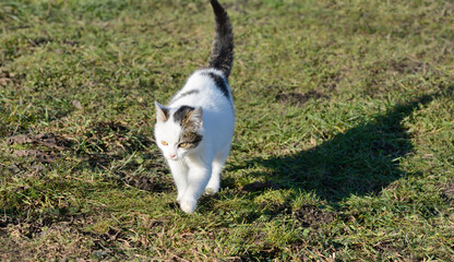 Kitten on the grass walking in the village
