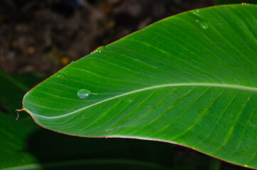 Dew Drop On Banana Leaf for Natural Background.