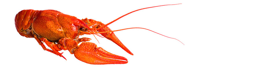 red crayfish on white background