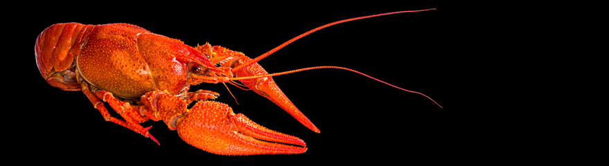  red crayfish on a black background