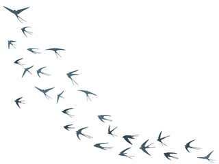 Flying swallow birds silhouettes vector illustration. Migratory martlets bevy isolated on white. 