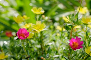 Natural photos: Moss Roses (Viet Nam) 