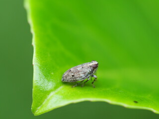 Makroaufnahme der echten Käferzikade (Issus coleoptratus) auf einem Blatt