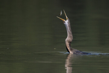 The Oriental darter or Indian darter (Anhinga melanogaster) preening itself and fishing  by the lake at Bharatpur Bird Sanctuary, Rajasthan, India