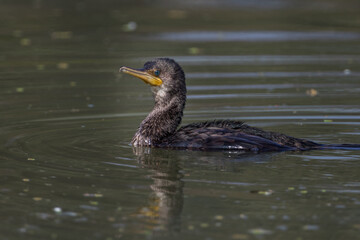 The great cormorant (Phalacrocorax carbo) landing in water at Bharatpur Bird Sanctuary in Rajasthan, India.