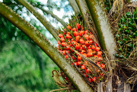 Medium close up of oil palm fruits on trees.