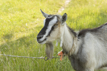 gray-white goat with a black nose without horns, with a beard and a collar, it is tied to a rope.  Portrait of a goat in a green field.