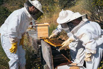 Beekeepers working to collect honey. Organic beekeeping concept.