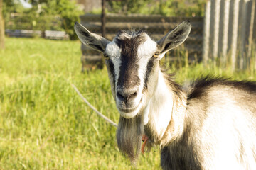 gray-white goat with a black nose without horns with a beard and a collar, it is tied to a rope.  Portrait of a goat in a green field.