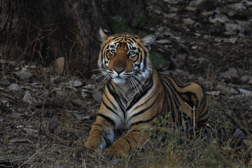 Juvenile bengal tiger