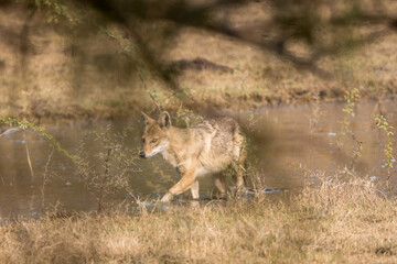 The golden jackal (Canis aureus) at Bharatpur Bird Sanctuary in Rajasthan, India.
