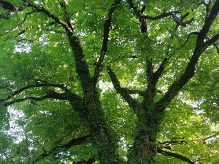 grand noyer isolé en été
