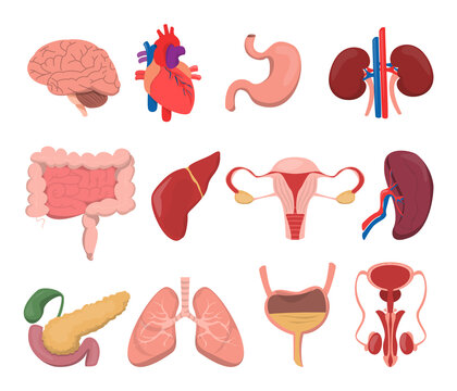 Internal human organs vector isolated. Set of stomach, brain, liver and kidney. Medical images. Urinary and reproductive systems.