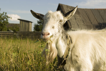 Obraz premium White-gray village hornless goat chews eats grass, it is tied to a rope. Head portrait. Against the background of an old village house.