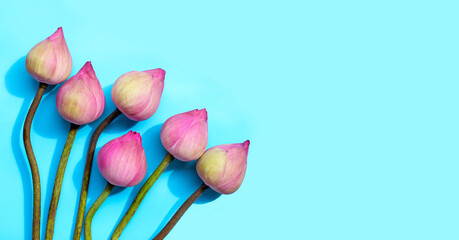 Pink lotus flower on blue background.
