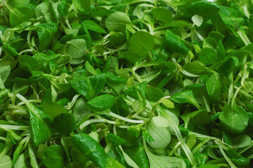 Mash salad on white background.
